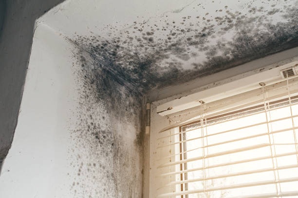 Affordable Black Mold Remediation solutions in McClure, PA